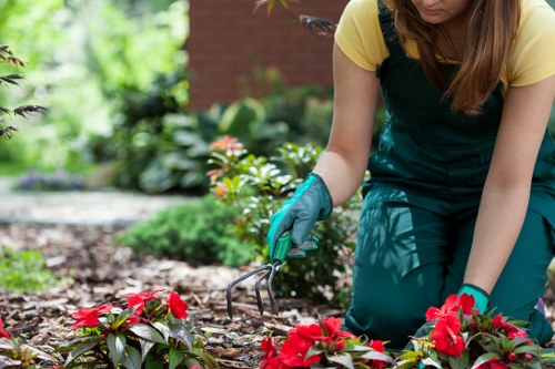 Professional pruning to raise a tree canopy near a Hernehill driveway